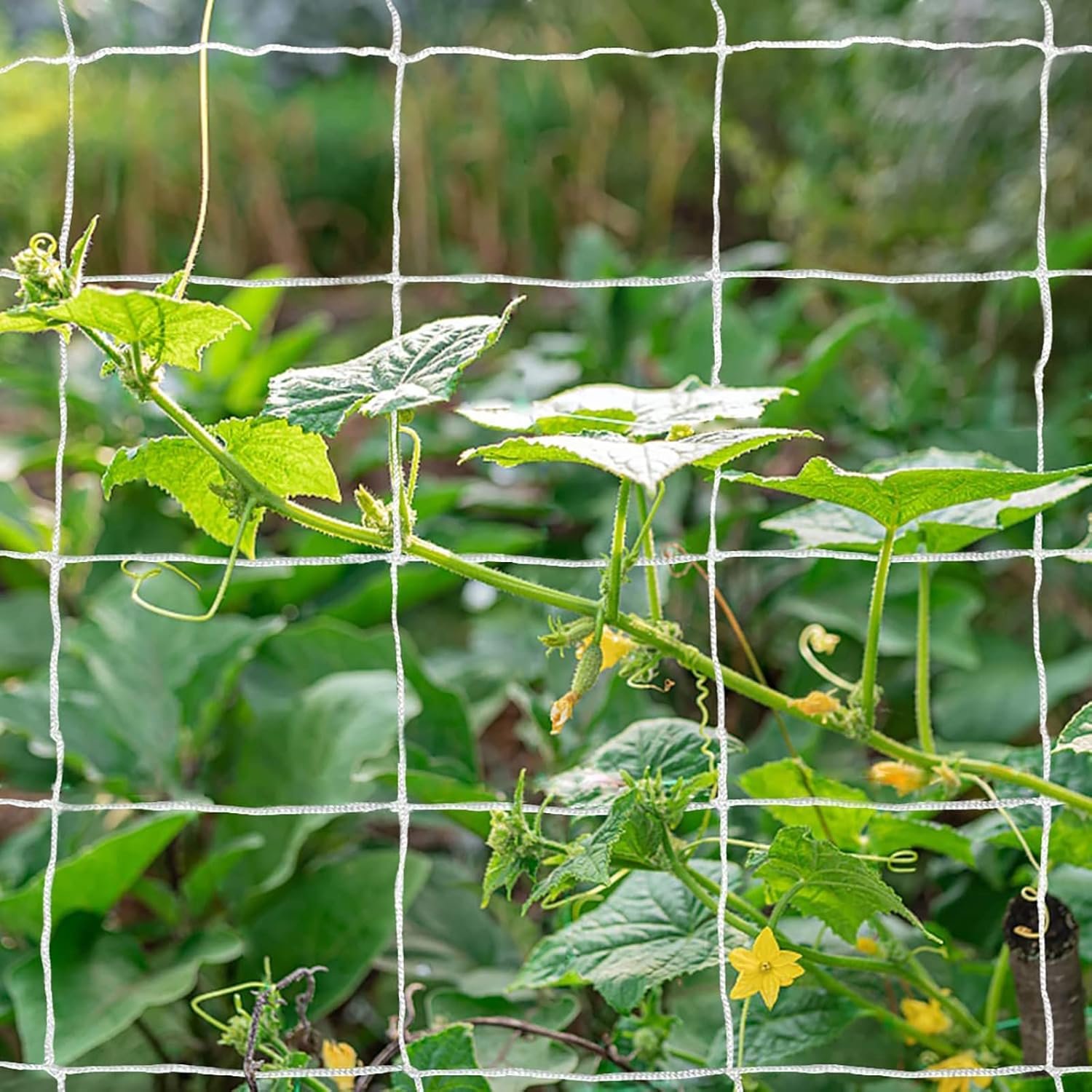 Tcamp Heavy-Duty Polyester Garden Trellis Netting Plant Climbing Net for Growing Vines Plants Vegetables Fruits Flowers, White Grow Tent (5Ft x15Ft, 3.5″ Opening Mesh, 1 Pack)