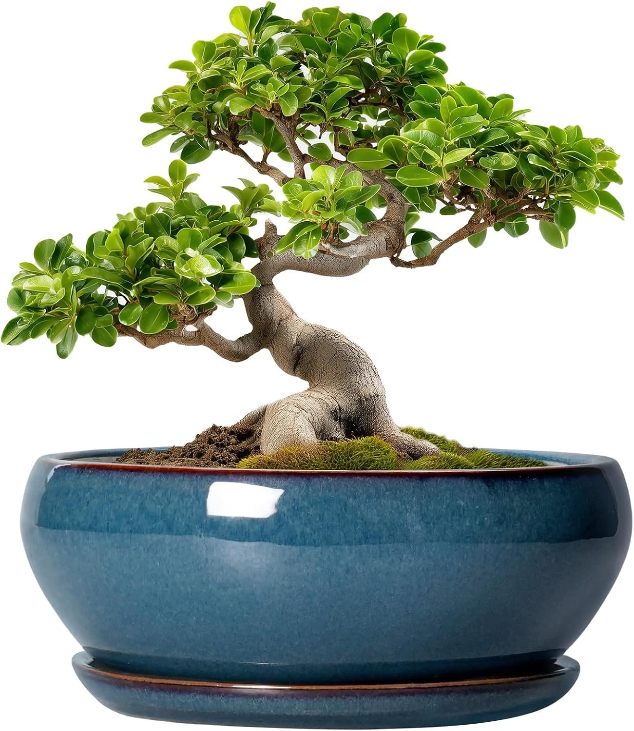 SQOWL Bonsai Pots 10 Inch – Large Ceramic Succulent Pots, Shallow Planter with Drainage Hole and Saucer, Round Planter for Indoor Outdoor, Bowl Planters, Patio Decor, Gifts for Plant Lover, Blue