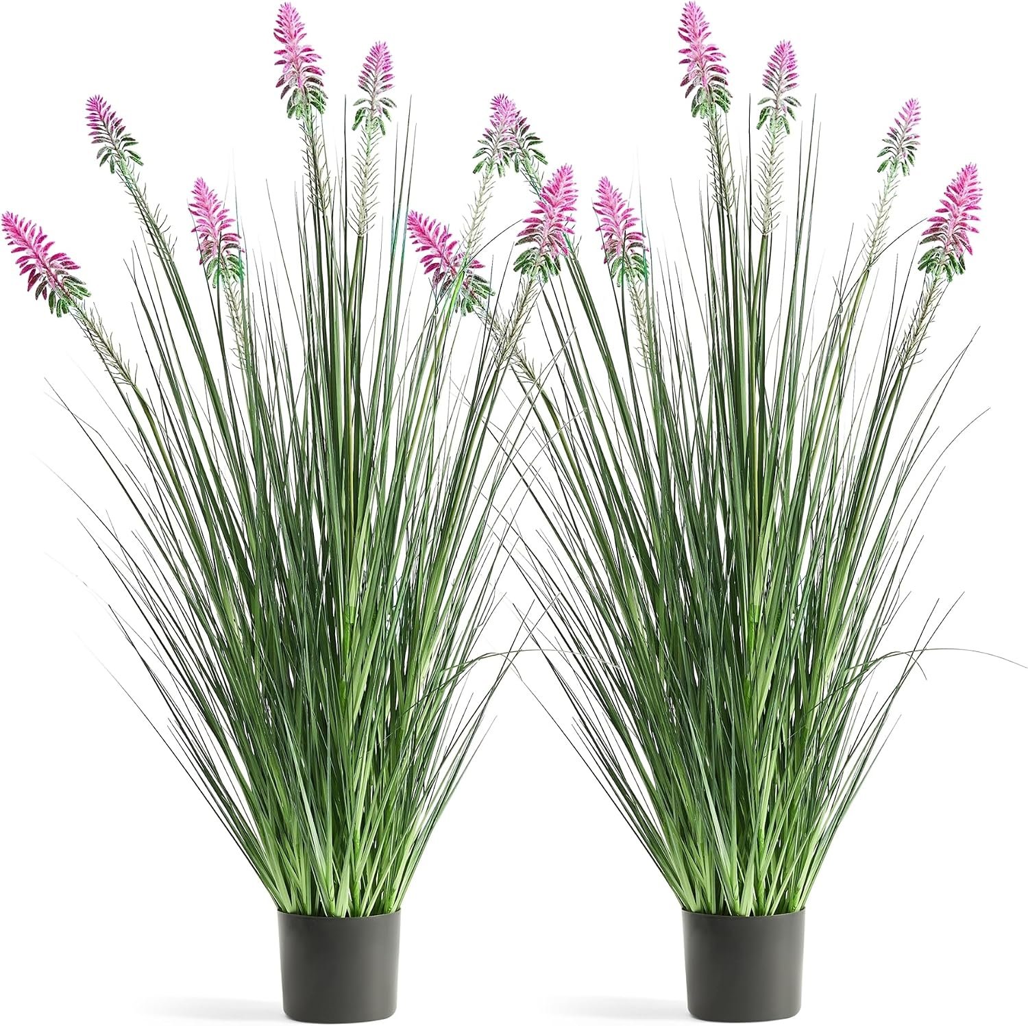 FloraFairy 4ft 2-Pack Horsetail Reed Grass with Purple Cockscomb Flower